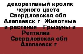 декоративный кролик черного цвета - Свердловская обл., Алапаевск г. Животные и растения » Грызуны и Рептилии   . Свердловская обл.,Алапаевск г.